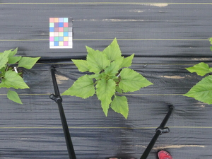 planttop