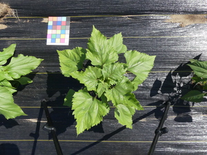 planttop
