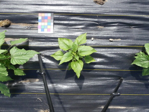 planttop