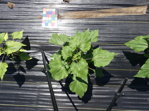 planttop