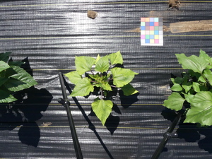 planttop