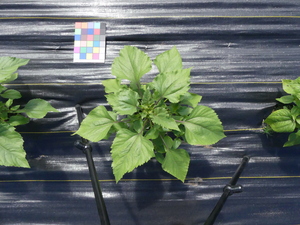 planttop