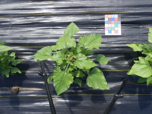 planttop