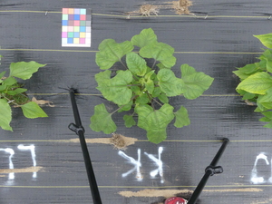 planttop