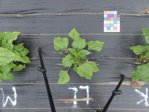 planttop