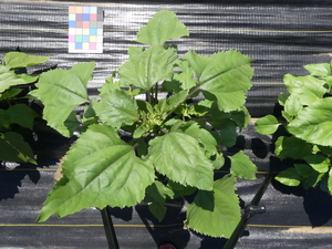 planttop