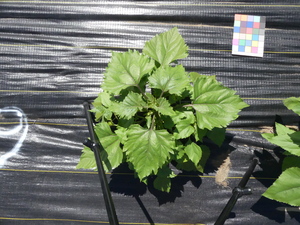 planttop