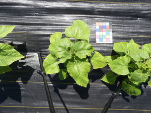 planttop