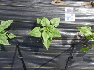 planttop