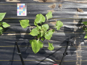 planttop