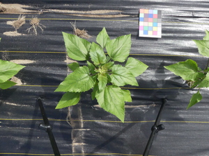 planttop