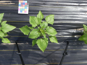 planttop