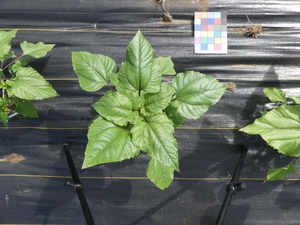 planttop