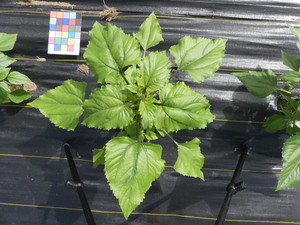 planttop