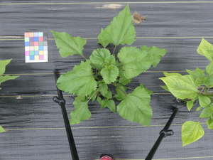 planttop