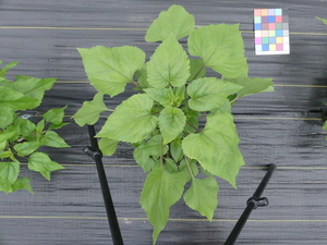 planttop