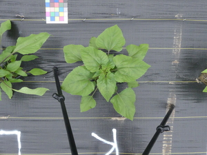 planttop