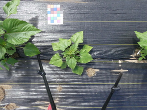 planttop