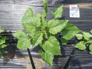 planttop