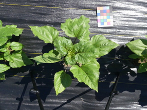 planttop
