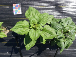 planttop