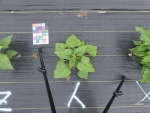 planttop