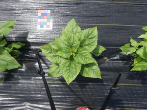 planttop