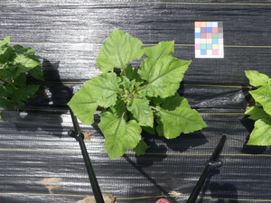 planttop