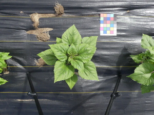 planttop