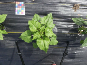 planttop