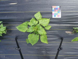 planttop