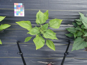 planttop