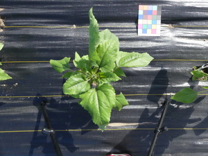 planttop