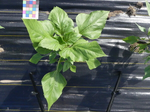 planttop