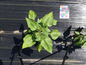 planttop