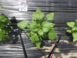 planttop