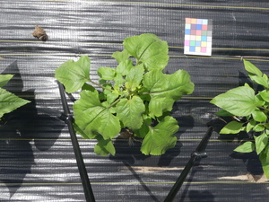 planttop