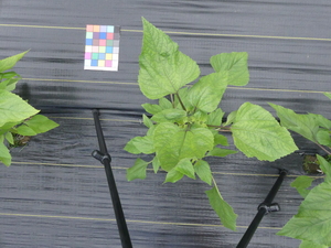 planttop