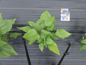 planttop
