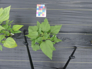 planttop