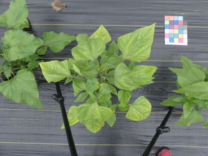planttop