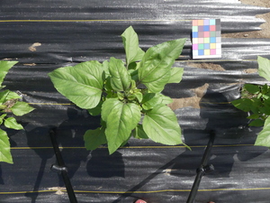 planttop