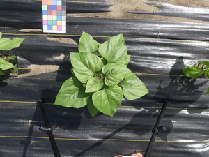 planttop