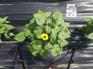 planttop