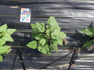 planttop