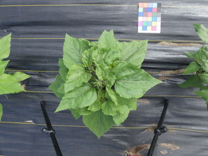 planttop