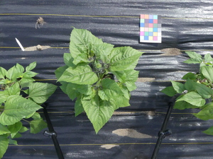planttop