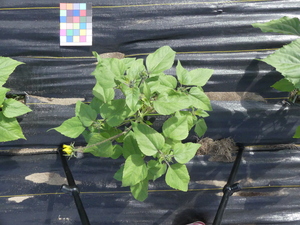 planttop