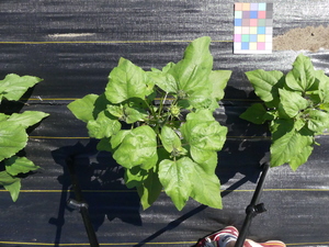planttop