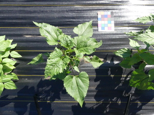 planttop